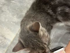 -楼上猫咖(罗湖店)