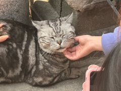 -龙华素斋(龙华路店)