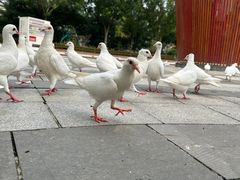 -南宫五洲植物乐园