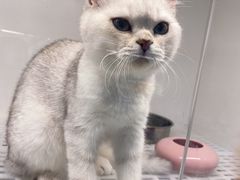 -lincat·猫舍(广州店)