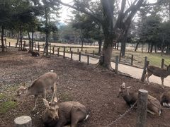 -奈良公园