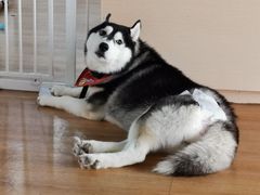 -Husky Go! 哈士奇体验馆·宠物咖啡厅狗咖