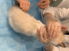 -纳吉亚猫专科动物医院·北北分院