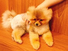 -柯斗斗主题餐厅·狗咖·围炉煮茶·茶饮(国瑞升平里店)