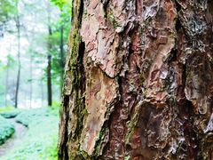 -铁山坪森林公园