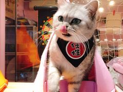 -小呆的宠物店·宠物售卖·宠物寄养(城西店)