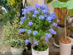 -三圣花乡旅游区