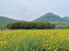 -八卦田遗址公园