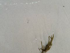 -西涌国际滨海旅游区