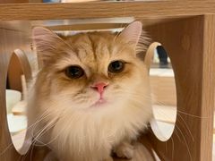 -米乐乖乖猫咪咖啡馆·猫咖(深圳湾后海汇店)