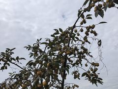 -菊园百果园