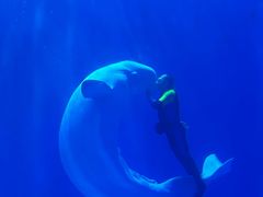 -多彩贵州城极地海洋世界