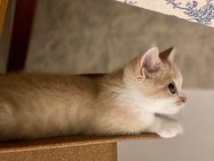 -东方名猫馆·英短金渐层布偶猫舍(环线广场1号楼店)