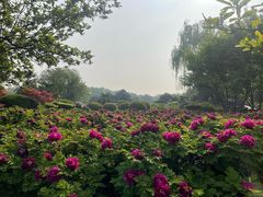 -洛阳市隋唐城遗址植物园