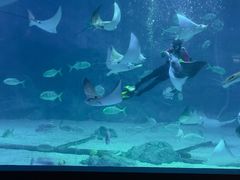 -烟台海昌鲸鲨海洋公园