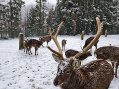 -武陵山森林公园