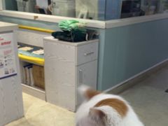 -纳吉亚猫专科动物医院·北北分院