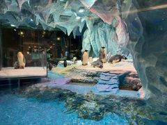 -帝企鹅自助餐厅•儿童岛•真企鹅(长隆企鹅酒店)