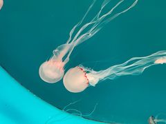 -多彩贵州城极地海洋世界