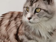 -猫在这儿猫咪咖啡馆·撸猫馆