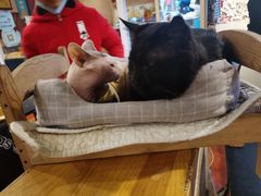 -猫小院猫主题咖啡厅(北锣店)