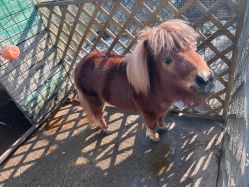 -萌宠亲子动物乐园(槐房万达店)