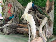 -野象谷景区