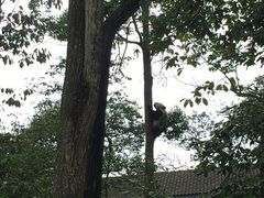 -中国大熊猫保护研究中心雅安碧峰峡基地