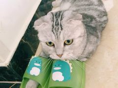 -关爱宠物医院·猫科中心·消化科(滨湖万达分院)