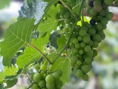 -北京张裕爱斐堡酒庄