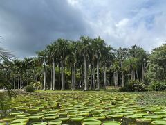 -中国科学院西双版纳热带植物园