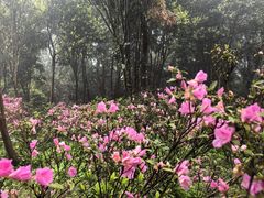 -梧桐山风景名胜区