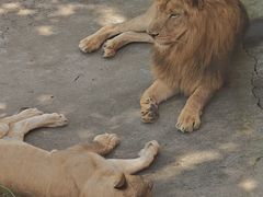 -西霞口神雕山野生动物世界