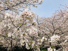 -苏州上方山国家森林公园