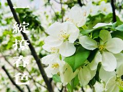 -海棠花溪(元大都城垣遗址公园)