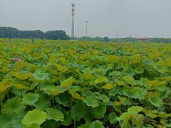 -嘉北郊野公园