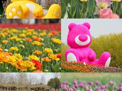 -北京国际鲜花港