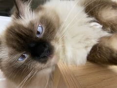 -喵zoo家庭繁育猫舍(尖东智能花园店)