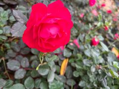 -人民公园(罗湖区)