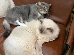 -MOCHA明星猫咖(田子坊店)