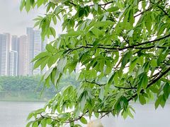 -广东花都湖国家湿地公园