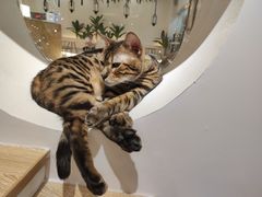 -猫域·湾主题猫咖·宠物吧(南坪城市广场店)