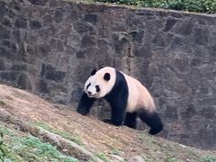 -都江堰中华大熊猫苑