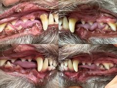 -帕帕拉兹宠物(亚洲旗舰店)