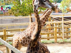 -西霞口神雕山野生动物世界