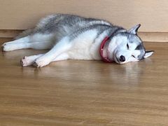 -Husky Go! 哈士奇体验馆·宠物咖啡厅狗咖
