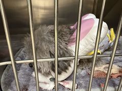 -美联众合动物医院·24h京西诊疗中心