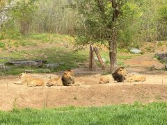 -北京野生动物园