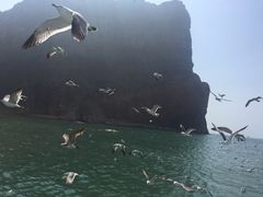 -长岛万鸟岛