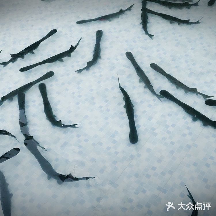 大圩陶然居鸭嘴鱼好地方[调皮][调皮]